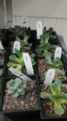 多肉植物 ** 小妞妞 ** 2吋盆/高5-10cm 療癒可愛白厚葉弁慶【花花世界玫瑰園】OvO