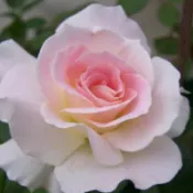 《馬蒂莞達》🈶貨🌹 玫瑰花盆栽苗 🌹 玫瑰苗 🌹 玫瑰花苗 🌹 玫瑰盆花 🌹玫瑰花🌹