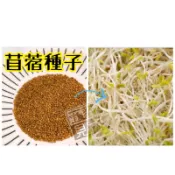 買6送1💚苜蓿種子 種植組 兔子牧草 牧草種子 紫花苜蓿 兔牧草 陸龜草 牧草 苜蓿草 生菜沙拉 五貓見客