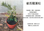 心栽花坊-雀舌羅漢松/造型樹/羅漢松/5吋/松/杉/柏/檜/售價360特價300