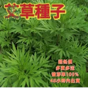 艾草種子 台灣艾 端午艾 艾絨原料 驅蚊植物 藥用植物 多年生香草 民俗植物 艾草粿 居家盆栽 青草茶 養生保健 艾灸