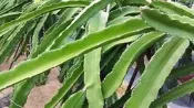 【享食FUN EAT】“紅肉火龍果枝條“-50公分-紅龍果-大紅品種-水果苗-種苗-枝條-園藝-果園-種植-DIY種植