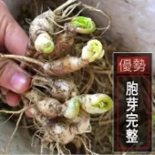 【人參根苗帶芽】人參苗種子 可室內外種植新鮮人參活苗盆景長白山苗新鮮山參 種子