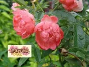 ╭＊田尾玫瑰園＊╯美國玫瑰----( 露絲塔)