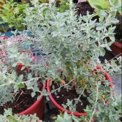 茂豐~盆栽   貓百里香   Cat Thyme   五吋$140