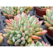 【多肉好好買】 紅唇 多肉植物 現貨