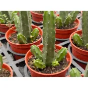 【多肉好好買】桃太郎 開花/仙人掌植物 現貨