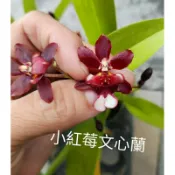 小紅莓文心蘭~無花株