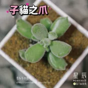 【星辰多肉】子貓之爪  貓爪 穩根多肉植物，療癒，觀葉，多肉。（寄送會掉葉，可接受再下單）