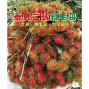 紅毛丹砧木 紅毛丹實生苗
