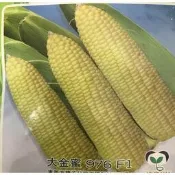 【媽咪蔬果園】、 大金蜜超甜玉米種子 種子