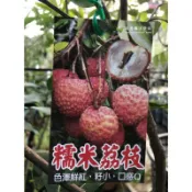 糯米荔枝 主米奶雞 勿直接下標 荔枝 樹苗 盆栽 高壓苗 果樹苗 糯米糍 荔枝苗 玉荷包 桂味 大丁香 早大 翠玉 黑葉