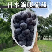 (店+)【水果狼】日本空運岡山貓眼葡萄單房/兩房禮盒 水果禮盒 中秋禮盒 中秋送禮