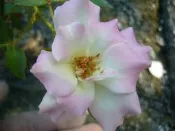╭＊田尾玫瑰園＊╯香花植物-玫瑰-( 馬蒂完達.Matilda )