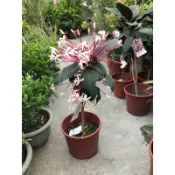 霏霏園藝煙火花6吋討價230元原價380元
