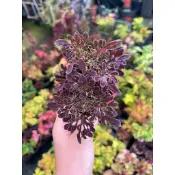 Mien米恩/米恩獨家育種/夜莓彩葉草(3吋)/雨林/觀葉/網紅/IG/室內/植栽/