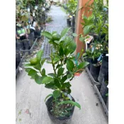 植系青屬-四季金桔苗/水果苗/金桔/嫁接苗/四吋盆