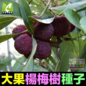 🍒㊣【我會發芽】大果楊梅種子 楊梅樹籽 樹莓 家庭盆栽庭院地栽水果樹 易栽好活 陽台盆栽 5粒/包 30元