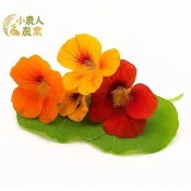 現貨隔日寄 可食用金蓮花種子 陽台必備懶人香草花卉 賞花入菜DIY 新手種植零失敗 居家綠化添美味