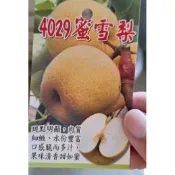 一禪種苗園-果肉雪白肉質很細〈4029蜜雪梨水果苗/蘋果梨〉水果苗-4吋盆/吃起來脆口/香氣中帶有蘋果味