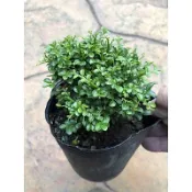 達摩細葉七里香/3.5寸苖