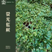 【青嶼】螢光藍蕨｜觀葉蕨類｜耐陰植物｜室內植栽｜雨林植物｜新手友善