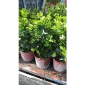 方方園藝小細葉七里香.6吋盆.140