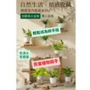 🌿 自動吸水盆栽｜觀葉植物｜免澆水｜室內綠植｜懶人植物｜辦公室盆栽｜免頻繁澆水｜黃金葛虎尾蘭發財樹金錢樹蕨類【廣昌園藝】