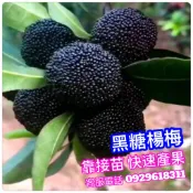 黑糖楊梅✅矮化盆栽✅可陽台盆栽+快速結果+新手入門首選 楊梅 楊梅苗 樹莓 樹苗 果苗 水果苗 矮化果樹 矮化盆栽