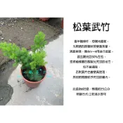 心栽花坊-松葉武竹/蓬萊松/6吋盆/綠化植物/綠籬植物/竹子/特價200