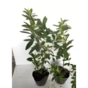 花囍園_綠化觀賞植物—杜鵑苗(平戶杜鵑)(不挑色)--常綠或落葉灌木~花期 3~5月/3.5吋