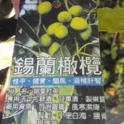 花田厝_水果苗—錫蘭橄欖--果皮呈暗綠色~果肉淡綠色/3.5吋高約20-50cm
