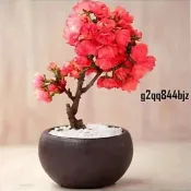 ✨24款~盆栽櫻花種子（多入組）矮化櫻花盆栽種子 盆栽地栽櫻花 日本櫻花種子 室內外易活 觀賞植物花卉 陽臺庭院種子