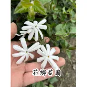 《花鄉苗圃》  毛茉莉、多花素馨、星星茉莉、毛素馨