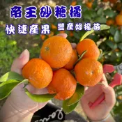 【帝王砂糖橘】快速產果 矮化嫁接苗 果樹盆栽 陽台果園 水果苗 果樹苗 柑橘類 砂糖橘 砂糖橘苗