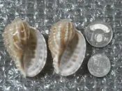 寄居蟹的家(殼)/寄居蟹換殼/居家装飾/擺飾/小楊桃螺  48mm~55mm.(Ta818)
