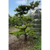 【建方松園】 羅漢松 造型羅漢松 高1.8米 寬1.2米 Podocarpus-5