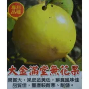 大金滿堂無花果苗高壓苗   無花果 果樹 果苗 根系健全 果樹果苗無花果盆栽超甜好吃肥料