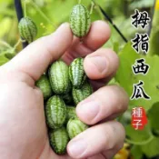 沐耕園|🍈【拇指西瓜種子】🍈現貨西瓜種子 袖珍迷你小西瓜 可食用 爬藤西瓜陽臺盆栽觀賞特色蔬菜水果種子 四季薄皮迷你