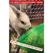 «台畜6號狼尾草»適合天竺鼠 兔子 烏龜 龍貓 倉鼠 水豚 松鼠 深受草食性動物喜愛 寵物牧草 乾草飼料 富美農場