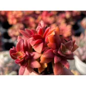 【多肉好好買】一吋盆 赤鬼城（夏天綠色）多肉植物 現貨