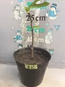 無花果（香妃）貨到請馬上取貨！