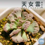 🌵✧植得栽✦【天女雲】番杏科/石頭玉/屁屁玉/唐扇/Aloinopsis/菱鮫屬/特色植物/多肉植物/多肉/園藝