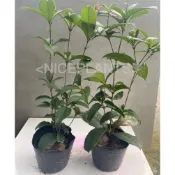 〈NICEPLANTS〉 桂花 四季桂花 3寸盆 20~30公分 桂花苗 一組兩棵