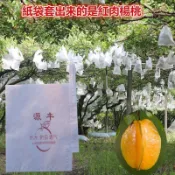 【桃園出貨】楊桃套袋專用袋木瓜果袋陽桃紙袋洋桃保護袋五斂子袋防水蟲育果袋