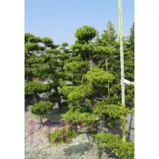 【＊花花世界＊】 造型羅漢松 //層次羅漢松 *大型物件，運費另計*
