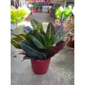 頂耀園藝 觀葉植物 變葉木 8吋盆