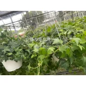 ☆萬花叢★觀葉植物【綠葉常春藤】★5吋吊盆★