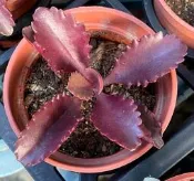 缺貨~ 3寸盆 朱蓮 多肉植物 綠化 美化 觀賞植物
