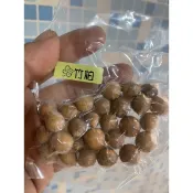 竹柏種子一包$30。林蕙蘭種子盆栽長青推薦